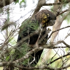 Calyptorhynchus lathami lathami at Penrose, NSW - suppressed