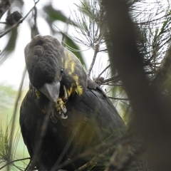 Calyptorhynchus lathami lathami at Penrose, NSW - suppressed