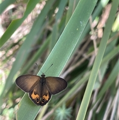 Unidentified Butterfly (Lepidoptera, Rhopalocera) at Culburra Beach, NSW - 29 Dec 2024 by LeahColebrook