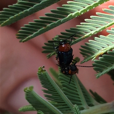 Aporocera sp. (genus) (Unidentified Aporocera leaf beetle) at Bungendore, NSW - 25 Dec 2024 by clarehoneydove