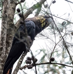 Calyptorhynchus lathami lathami (Glossy Black-Cockatoo) at Penrose, NSW - 2 Jan 2021 by GITM1