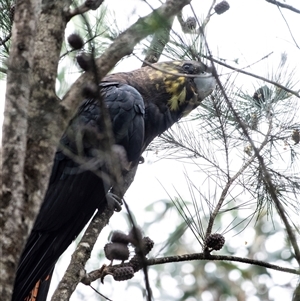 Calyptorhynchus lathami lathami at Penrose, NSW - 2 Jan 2021