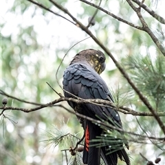 Calyptorhynchus lathami lathami at Penrose, NSW - 2 Jan 2021