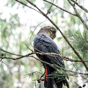 Calyptorhynchus lathami lathami at Penrose, NSW - suppressed