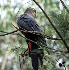 Calyptorhynchus lathami lathami at Penrose, NSW - suppressed