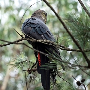 Calyptorhynchus lathami lathami at Penrose, NSW - 2 Jan 2021