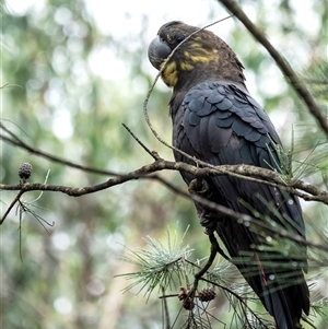 Calyptorhynchus lathami lathami at Penrose, NSW - 2 Jan 2021