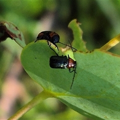 Aporocera sp. (genus) (Unidentified Aporocera leaf beetle) at Jingera, NSW - 23 Dec 2024 by clarehoneydove