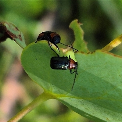 Aporocera sp. (genus) (Unidentified Aporocera leaf beetle) at Jingera, NSW - 23 Dec 2024 by clarehoneydove