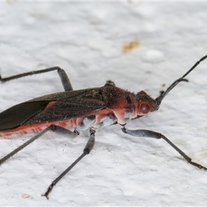 Leptocoris mitellatus at Melba, ACT - 26 Dec 2024