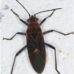 Leptocoris mitellatus at Melba, ACT - 26 Dec 2024