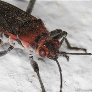 Leptocoris mitellatus at Melba, ACT - 26 Dec 2024