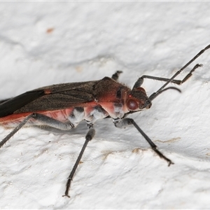 Leptocoris mitellatus at Melba, ACT - 26 Dec 2024