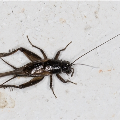 Teleogryllus commodus (Black Field Cricket) at Melba, ACT - 26 Dec 2024 by kasiaaus