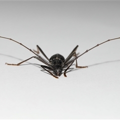 Phoracantha obscura (Longhorn Beetle) at Lawson, ACT - 27 Dec 2024 by TimL