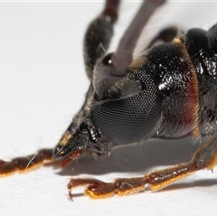 Phoracantha obscura (Longhorn Beetle) at Lawson, ACT - 26 Dec 2024 by TimL