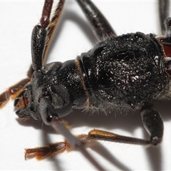 Phoracantha obscura at Lawson, ACT - 27 Dec 2024