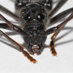 Phoracantha obscura at Lawson, ACT - 27 Dec 2024