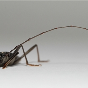 Phoracantha obscura at Lawson, ACT - 27 Dec 2024