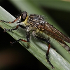 Zosteria rosevillensis (A robber fly) at Acton, ACT - 29 Dec 2024 by TimL