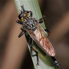 Zosteria rosevillensis at Acton, ACT - 29 Dec 2024