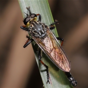 Zosteria rosevillensis at Acton, ACT - 29 Dec 2024 01:41 PM