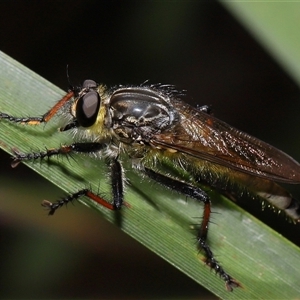 Zosteria rosevillensis at Acton, ACT - 29 Dec 2024