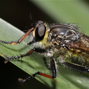 Zosteria rosevillensis at Acton, ACT - 29 Dec 2024