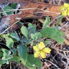 Goodenia hederacea subsp. hederacea (Ivy Goodenia, Forest Goodenia) at Chiltern, VIC - 27 Dec 2024 by KylieWaldon