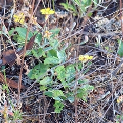 Goodenia hederacea subsp. hederacea at Chiltern, VIC - 27 Dec 2024 07:14 AM