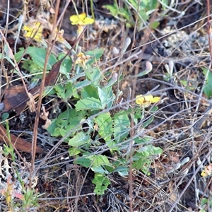 Goodenia hederacea subsp. hederacea at Chiltern, VIC - 27 Dec 2024 07:14 AM
