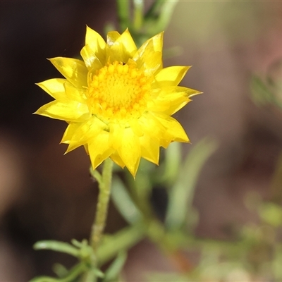 Xerochrysum viscosum (Sticky Everlasting) at Chiltern, VIC - 27 Dec 2024 by KylieWaldon