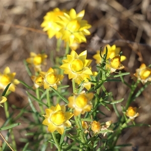 Xerochrysum viscosum at Chiltern, VIC - 27 Dec 2024