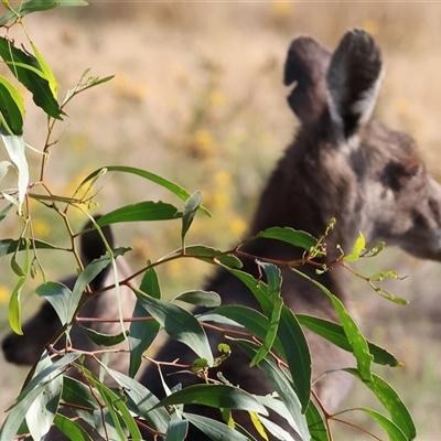 Macropus giganteus (Eastern Grey Kangaroo) at Chiltern, VIC - 27 Dec 2024 by KylieWaldon