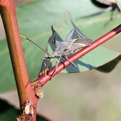 Mictis profana (Crusader Bug) at Chiltern, VIC - 27 Dec 2024 by KylieWaldon