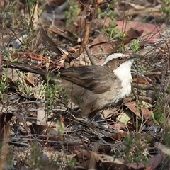 Pomatostomus superciliosus (White-browed Babbler) at Chiltern, VIC - 27 Dec 2024 by KylieWaldon