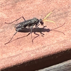 Pepsinae (Subfamily) (Mud-nesting Spider Wasps, Tarantula-hawk Wasps & Allies) at Kangaroo Valley, NSW - 29 Dec 2024 by lbradley