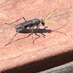 Fabriogenia sp. (genus) (Spider wasp) at Kangaroo Valley, NSW - 29 Dec 2024 by lbradley