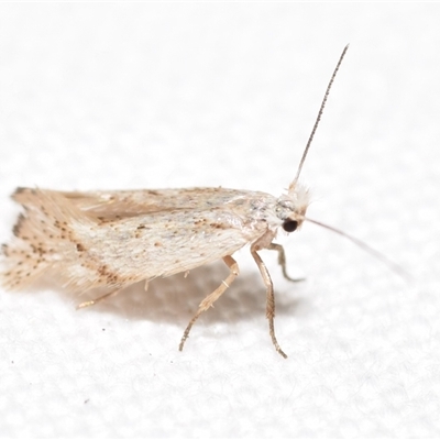 Opostega (genus) (A White Eyecap moth ( Opostegidae)) at Jerrabomberra, NSW - 29 Dec 2024 by DianneClarke