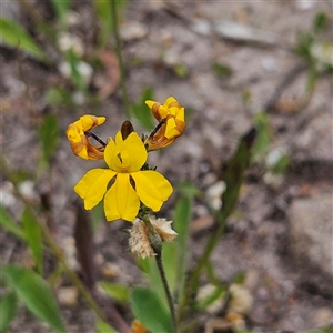 Goodenia bellidifolia subsp. bellidifolia at Budawang, NSW - 29 Dec 2024 02:02 PM