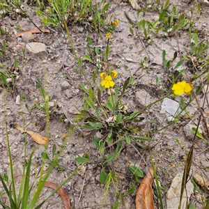 Goodenia bellidifolia subsp. bellidifolia at Budawang, NSW - 29 Dec 2024 02:02 PM