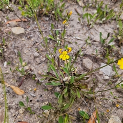 Goodenia bellidifolia subsp. bellidifolia at Budawang, NSW - 29 Dec 2024 02:02 PM