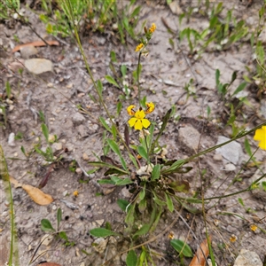 Goodenia bellidifolia subsp. bellidifolia at Budawang, NSW - 29 Dec 2024 02:02 PM