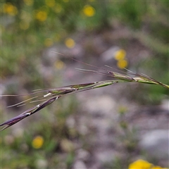 Microlaena stipoides (Weeping Grass) at Budawang, NSW - 29 Dec 2024 by MatthewFrawley