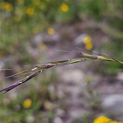 Microlaena stipoides (Weeping Grass) at Budawang, NSW - 29 Dec 2024 by MatthewFrawley