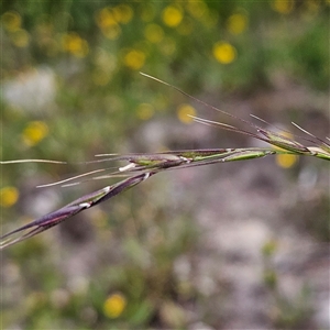 Microlaena stipoides at Budawang, NSW - 29 Dec 2024