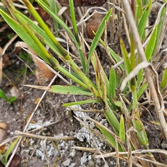 Microlaena stipoides at Budawang, NSW - 29 Dec 2024