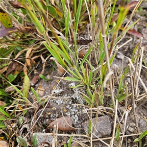 Microlaena stipoides at Budawang, NSW - 29 Dec 2024