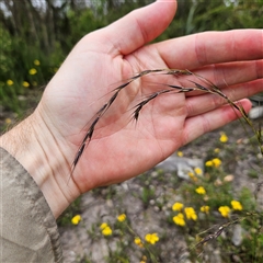 Microlaena stipoides at Budawang, NSW - 29 Dec 2024