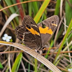 Tisiphone abeona (Varied Sword-grass Brown) at Budawang, NSW - 29 Dec 2024 by MatthewFrawley